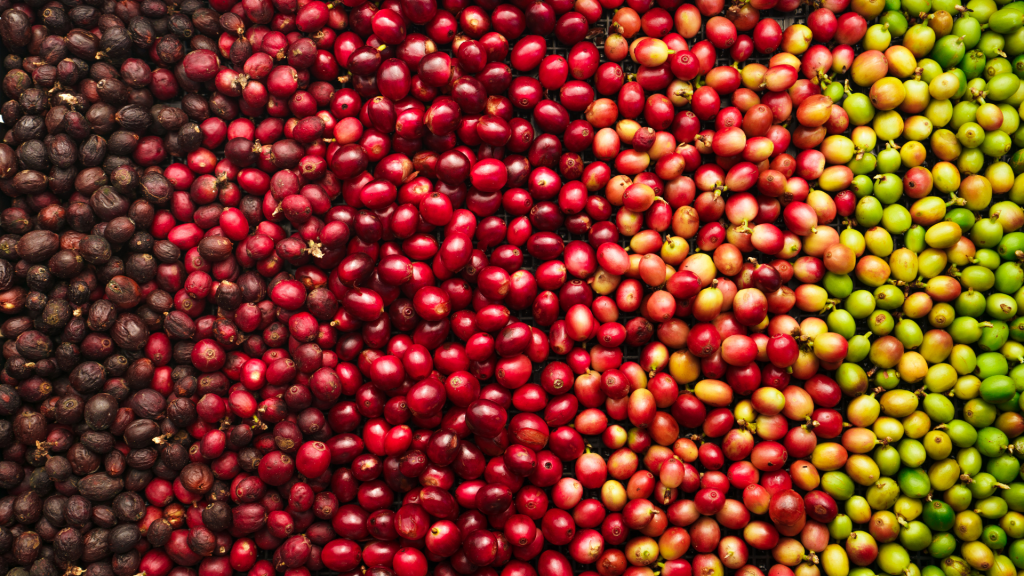 How is coffee harvested? FreshGround