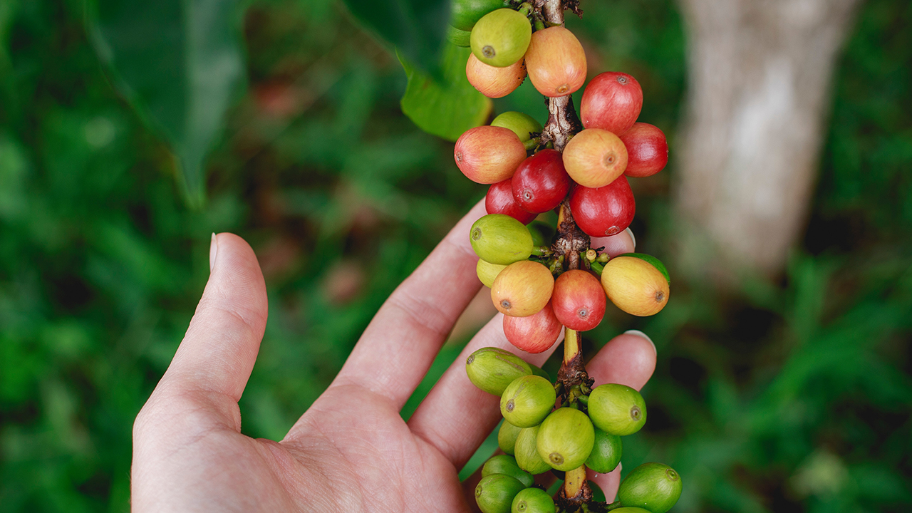 coffee beans