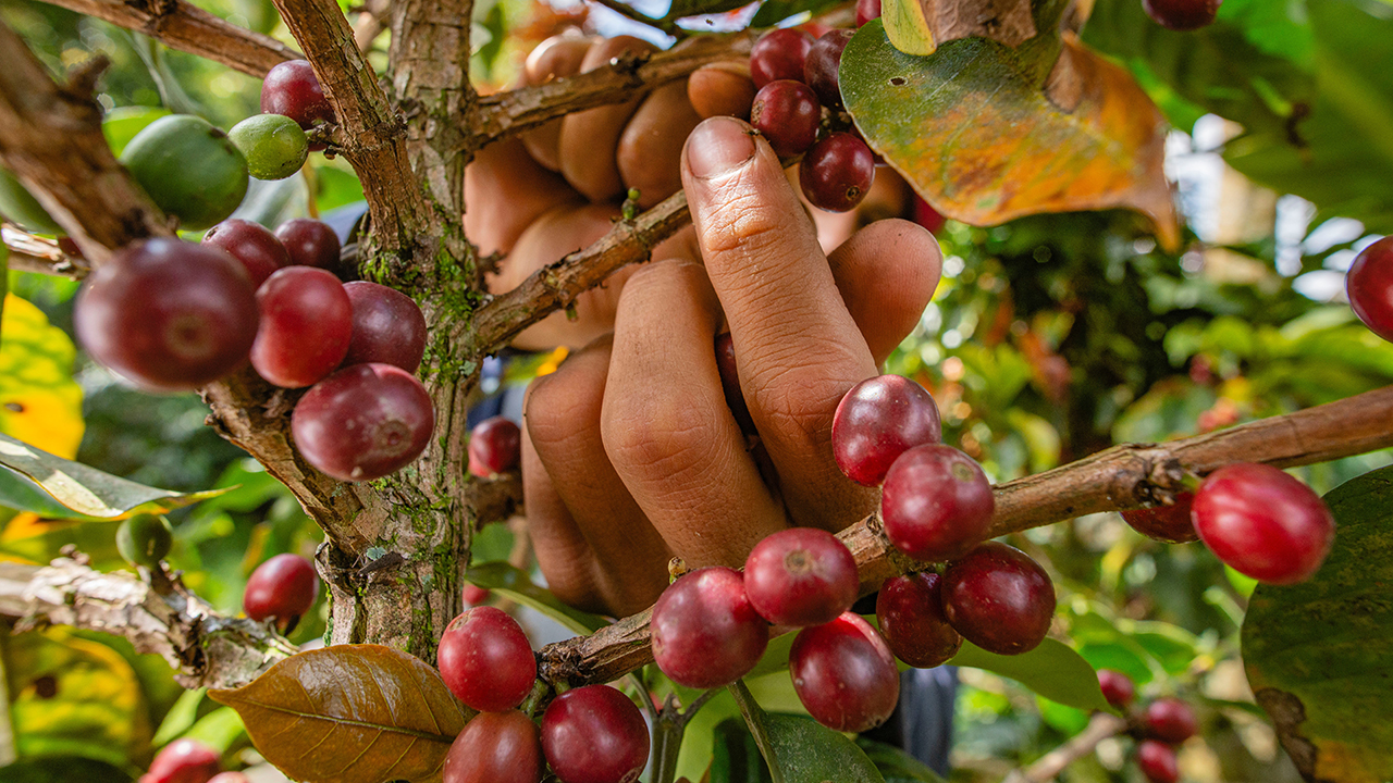 coffee cherries being picked
