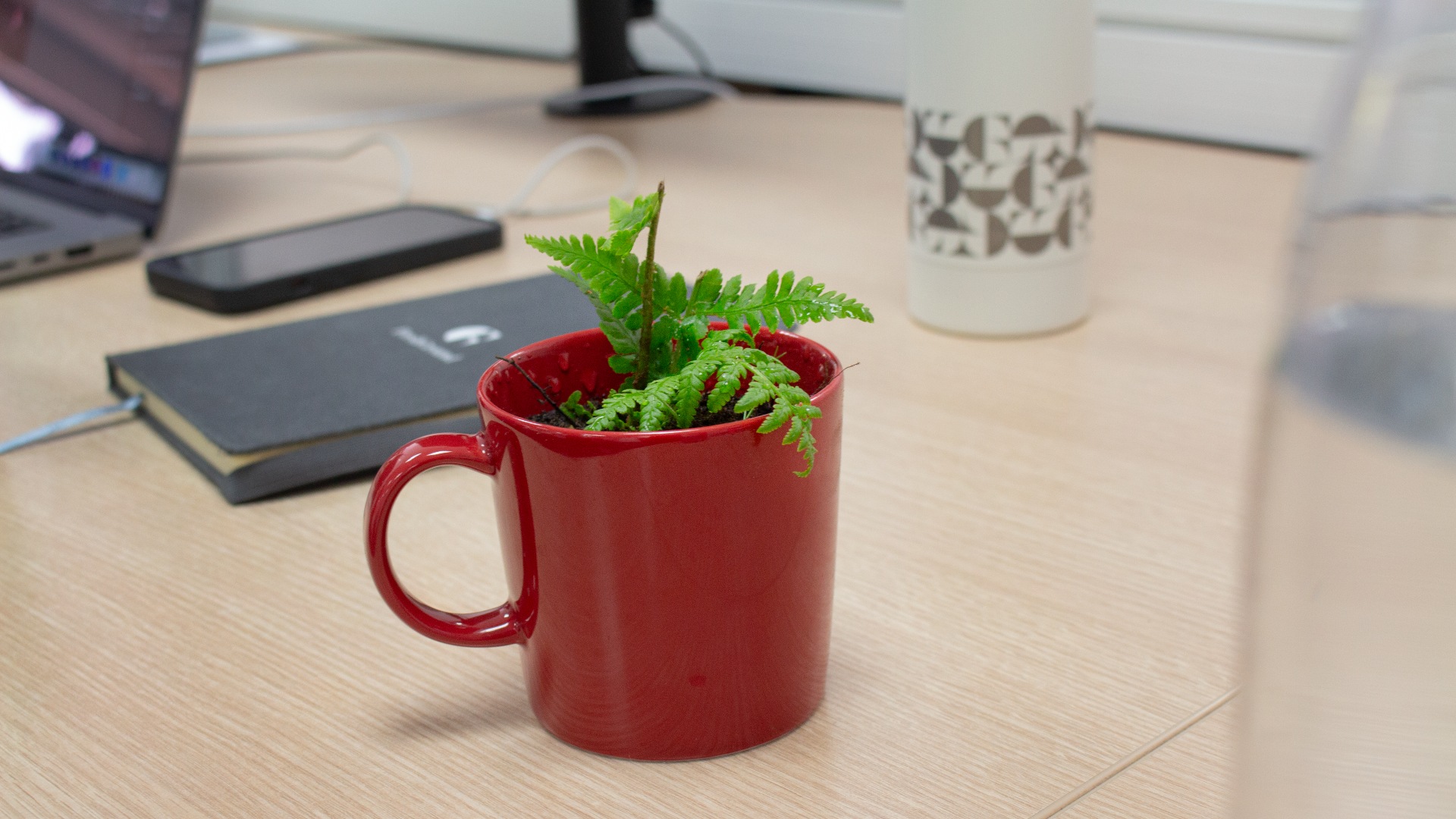 plant in a mug