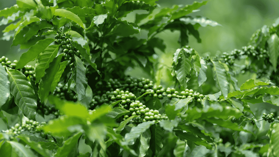 green coffee beans