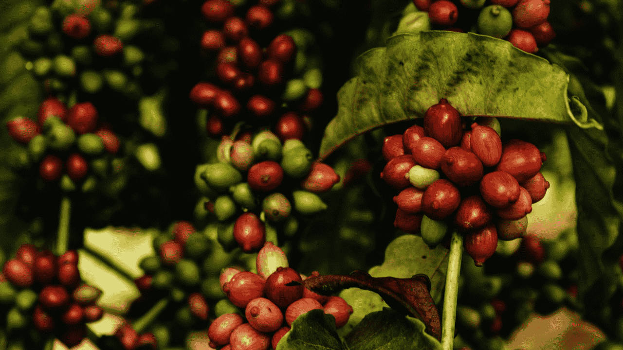 coffee beans growing